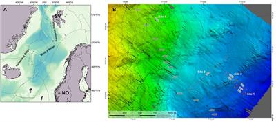 Benthic Communities on the Mohn’s Treasure Mound: Implications for Management of Seabed Mining in the Arctic Mid-Ocean Ridge